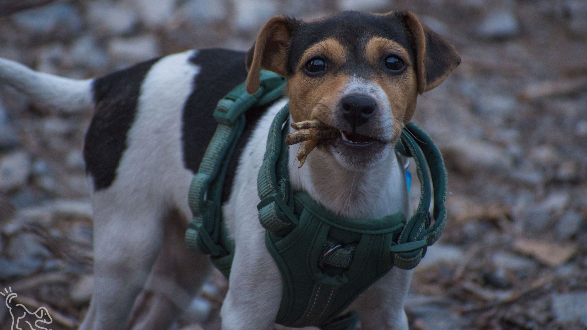 ¿Puedo darle ajo a mi perro?