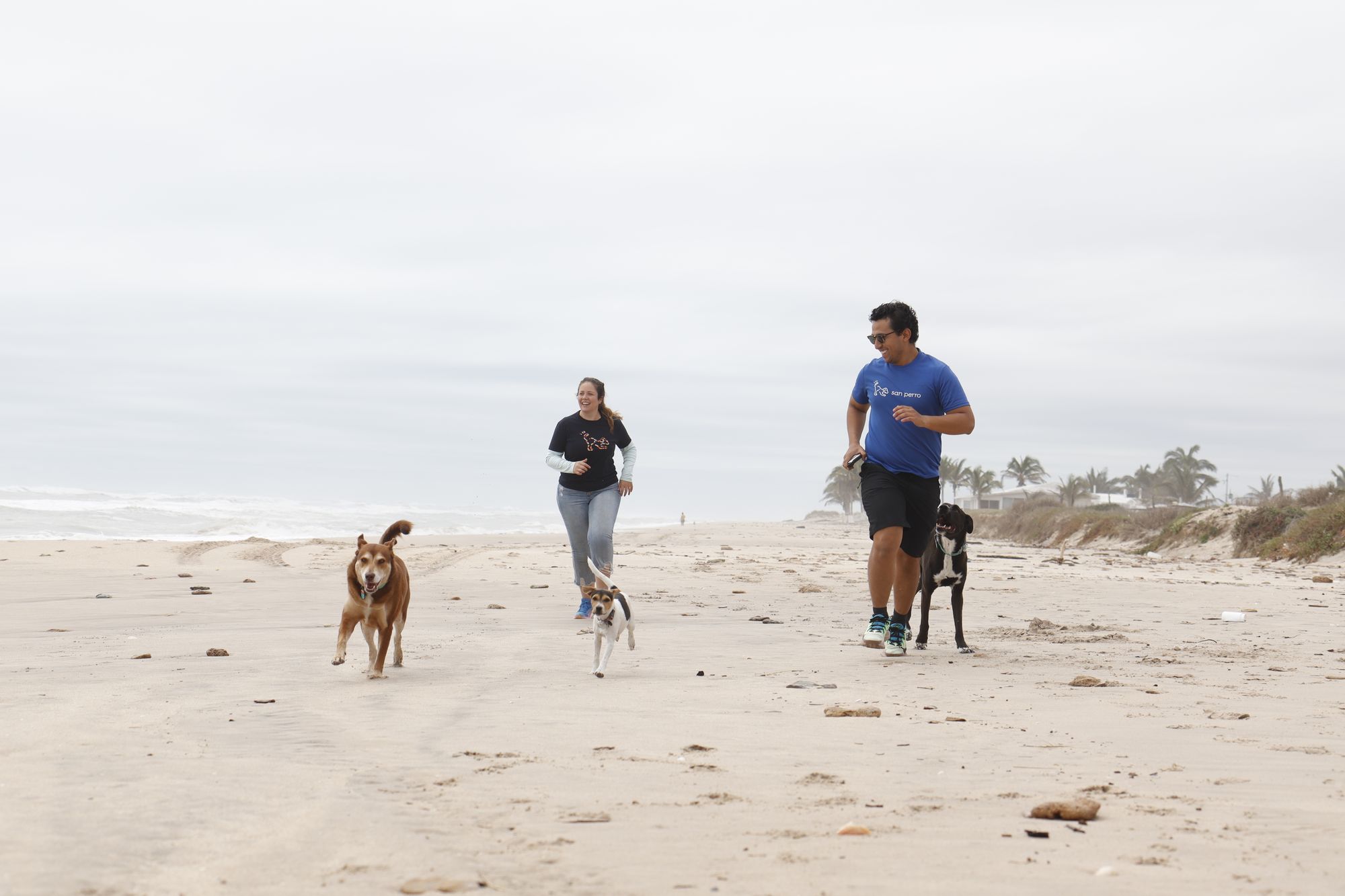 ¿Como elegir un buen hotel canino?