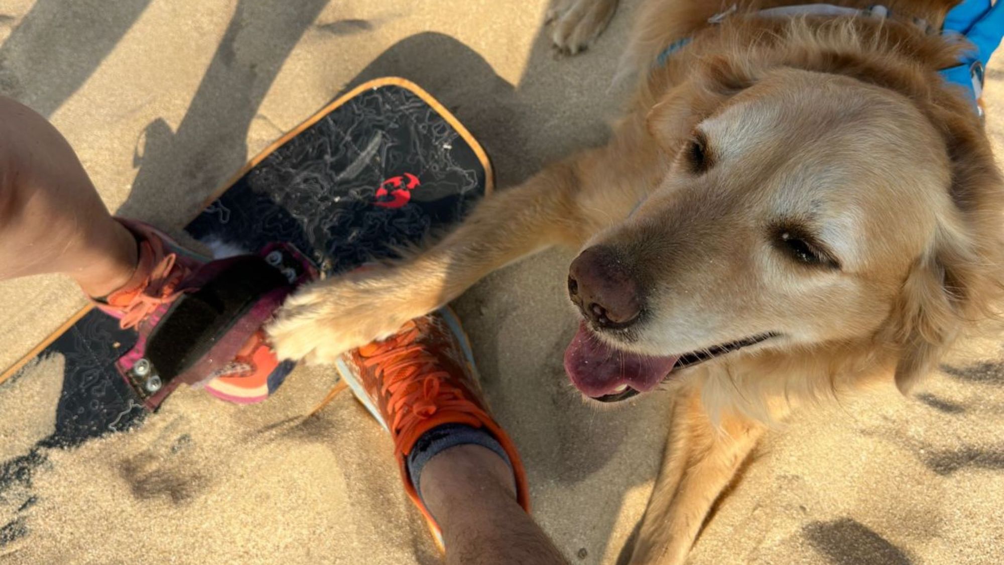 Sandboard con perros