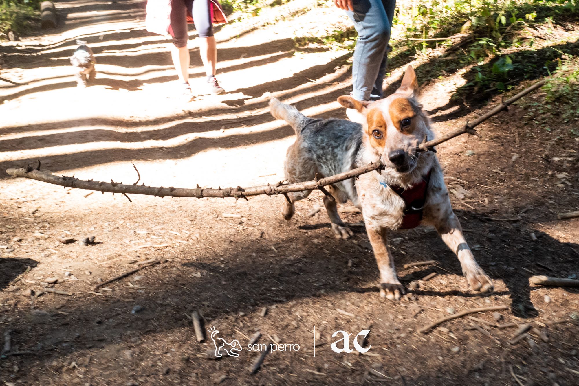 El bungee de perros