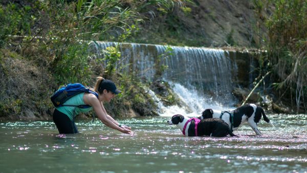 ¿Cómo enseñarle a mi perro a nadar?