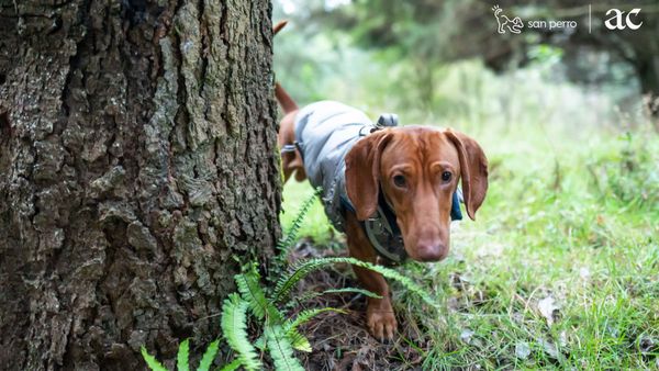 Mejora la microbiota de tu perro