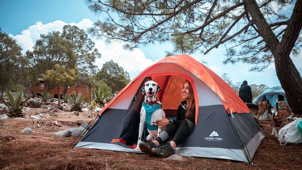 Acampar con perros