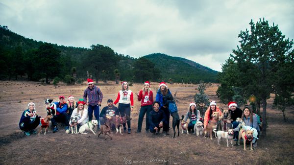 Navidad con perros