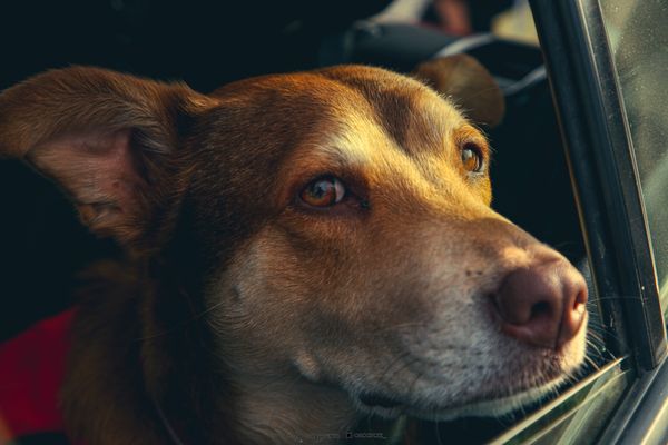 Viajar en coche con perros