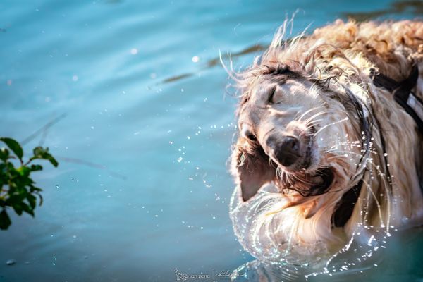 Sacúdete como perro