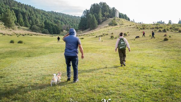 ¿Cómo socializar a mi perro reactivo?