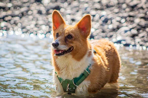 ¿Qué le paso a los perros de la Reina?