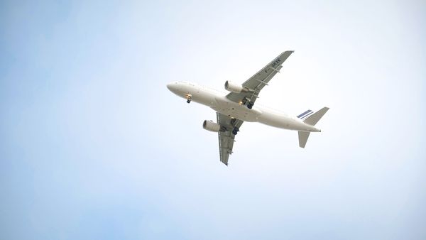 Viajar en avión con tu perro