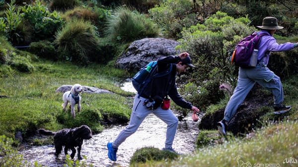 ¿Como ven el mundo los perros?