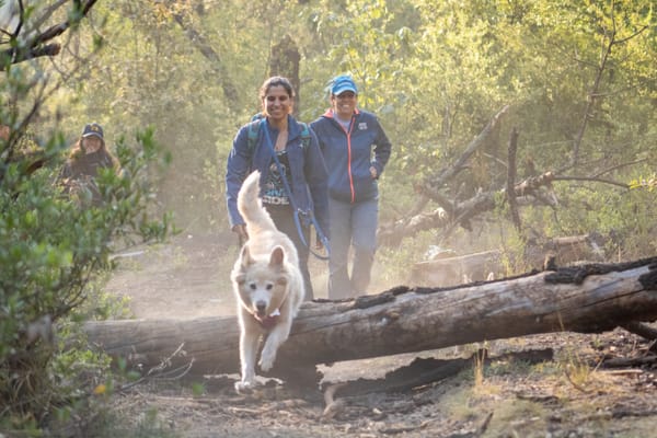 Beneficios de dejar a tu perro SIN correa.